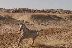 WhatsApp-Image-2026-03-17-at-08.55.08