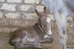 18838863_1909402922668581_878628786756036146_n