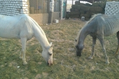 21103941_1602275166462247_164993732_o