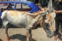 Mr Donk rescued from the street