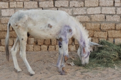 Mr Potter brought in after being hit by a car