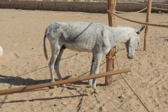 Mr Donk after 2 months