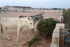 Mr Potter fully recovered, tucking into grass with his friend Balalaika