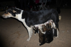 Rescued Dog with Puppies